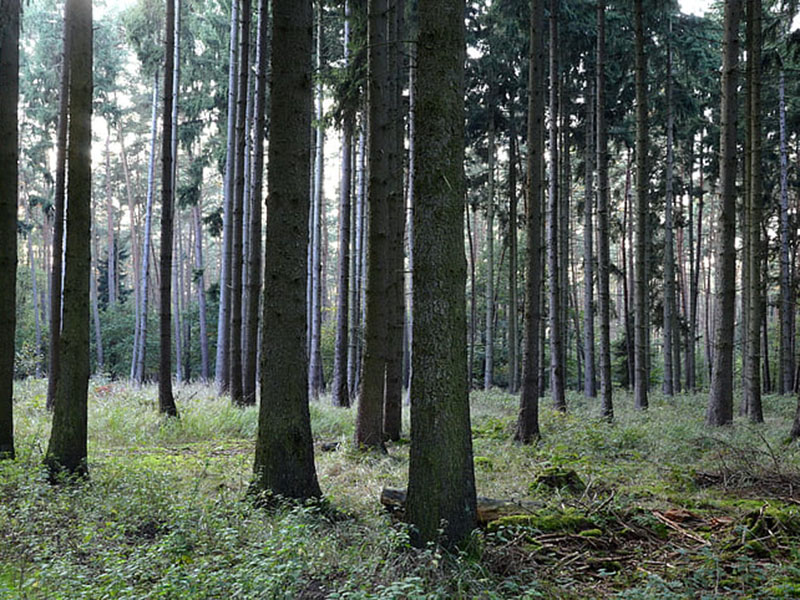 負氧離子監測系統可實時監控空氣質量