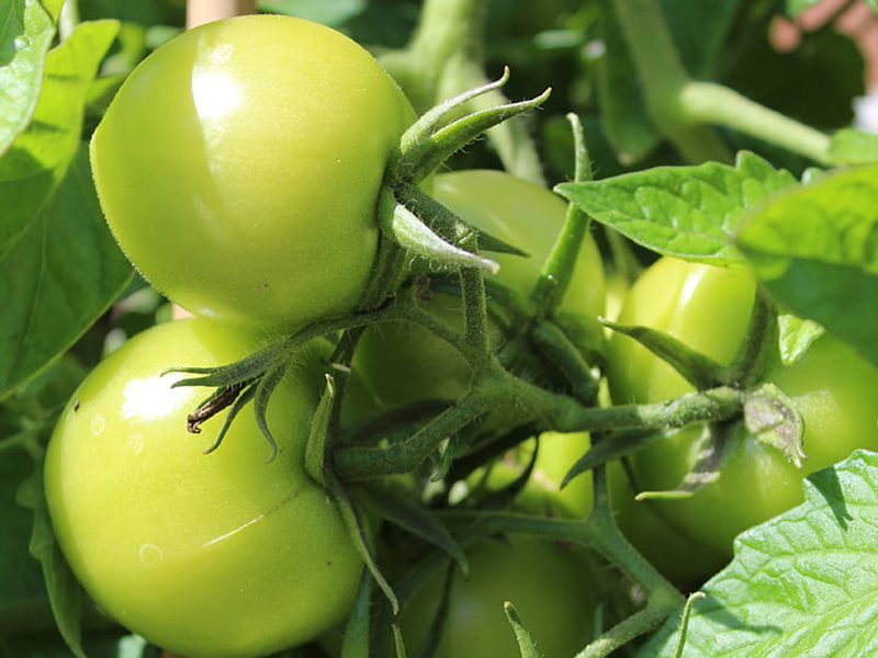 農藥殘留檢測儀結果準確嗎