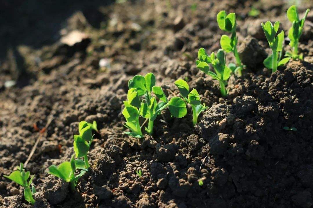 土壤測試儀.jpg 土壤測試儀