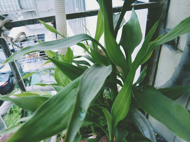 土壤養(yǎng)分快速測定儀 土壤養(yǎng)分快速測定儀