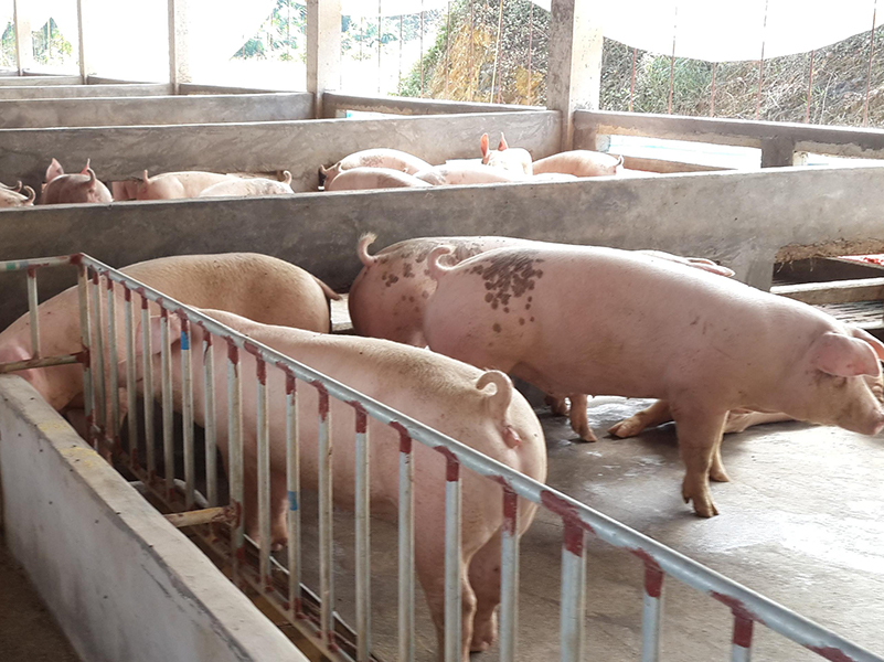 肉類獸藥殘留 肉類獸藥殘留