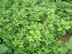 精準(zhǔn)灌溉土壤水分測量儀