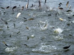 水產養殖水質檢測儀，為漁業提供有效地水質分析