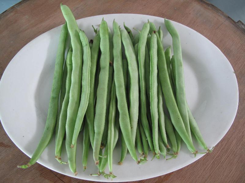 農藥殘留檢測儀，檢測四季豆農藥殘留含量