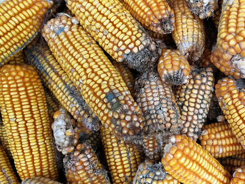 云唐真菌毒素檢測(cè)設(shè)備，嘔吐毒素檢測(cè)儀