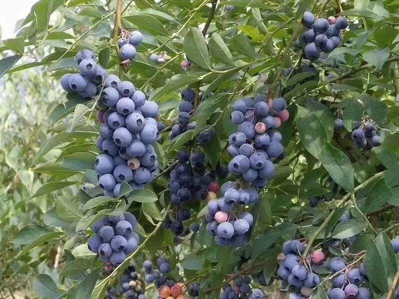 藍莓表面的白霜是農藥殘留嗎？農藥殘留檢測儀來回答