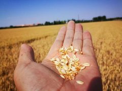 糧食水分測量儀，為小麥提供合理存儲時間