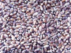 怎樣得知小麥中是否含有重金屬？