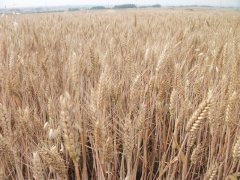 小麥黃曲霉素檢測儀，可為小麥健康助力