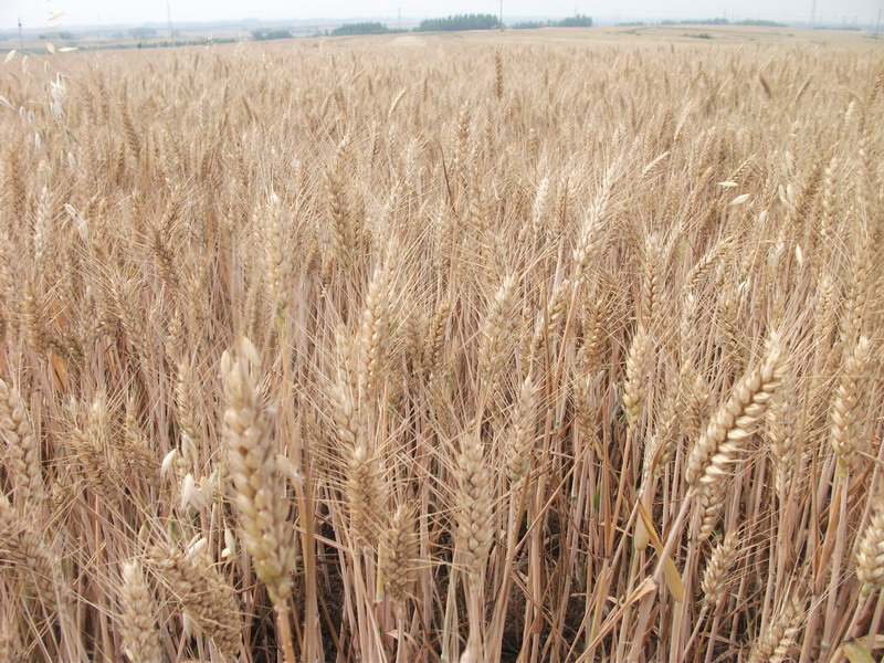 小麥黃曲霉素檢測(cè)儀,可為小麥健康助力 小麥黃曲霉素檢測(cè)儀,可為小麥健康助力