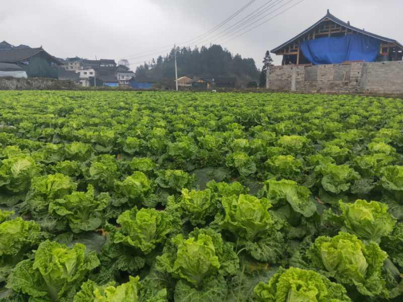 便攜式植物營養(yǎng)測(cè)定儀，對(duì)農(nóng)業(yè)種植有什么幫助