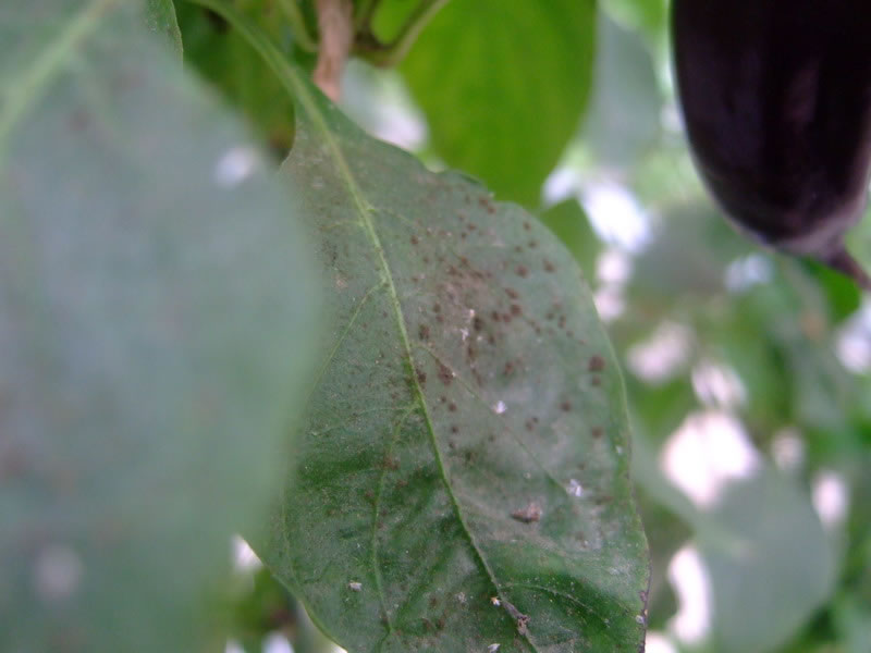 手持式葉面積可無損測量葉面積和相關指數(shù)