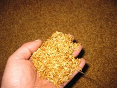 糧食中的真菌毒素怎么檢測(cè)？